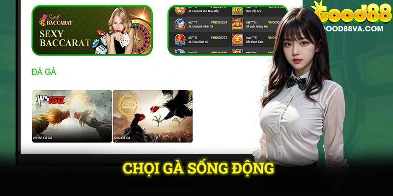 Chọi gà sống động